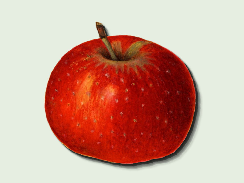 Martha Apple - Cummins Nursery - Fruit Trees, Scions, and